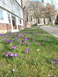 blühende Krokusse neben dem Ludgerikaus